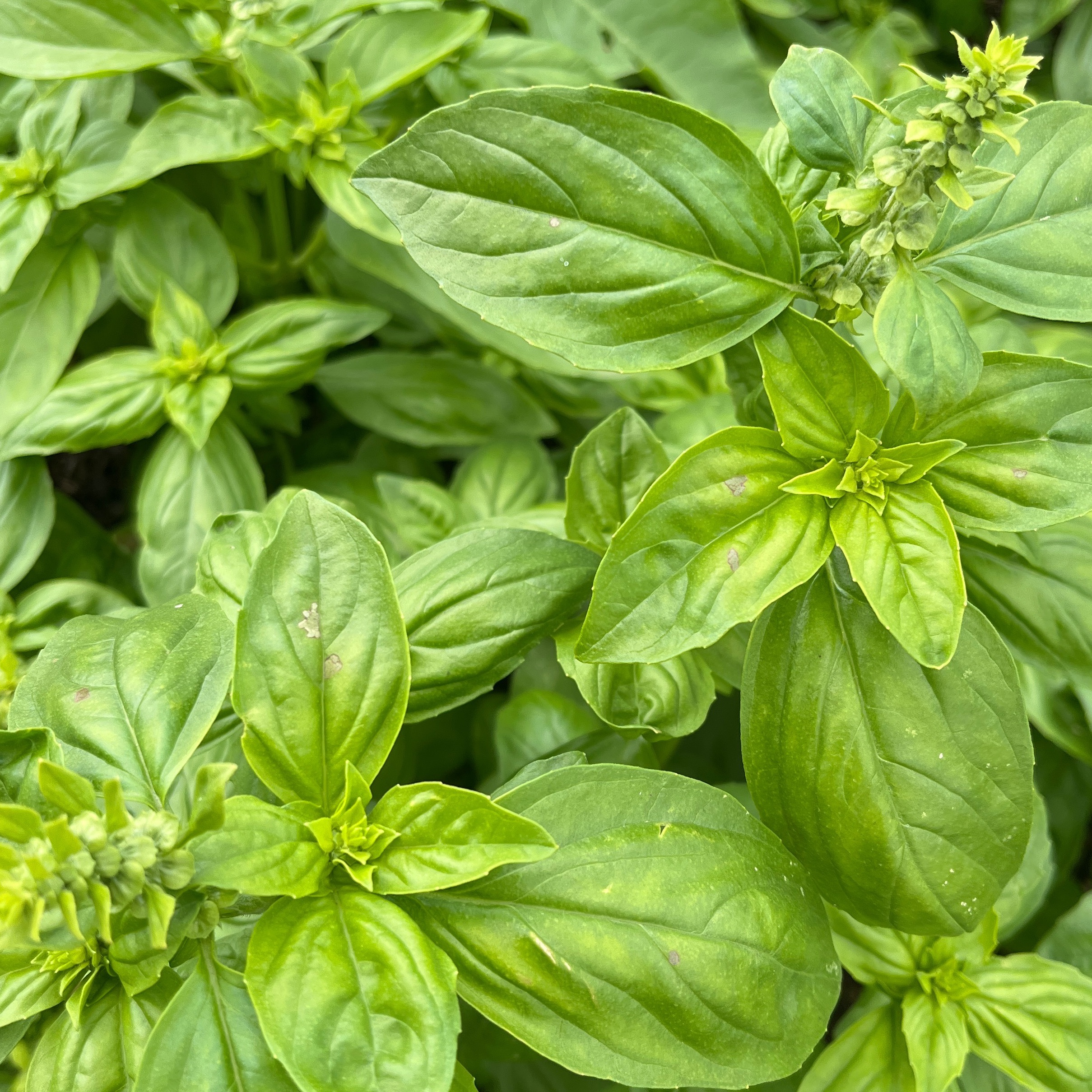 Basilic grand vert