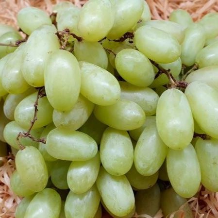 Raisin Blanc au kg