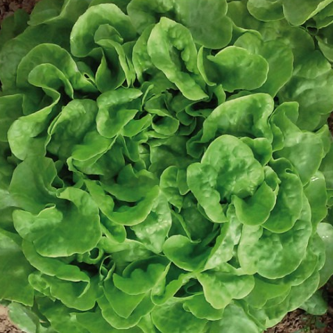 PLANT DE SALADE Feuille de Chêne Verte Avenir