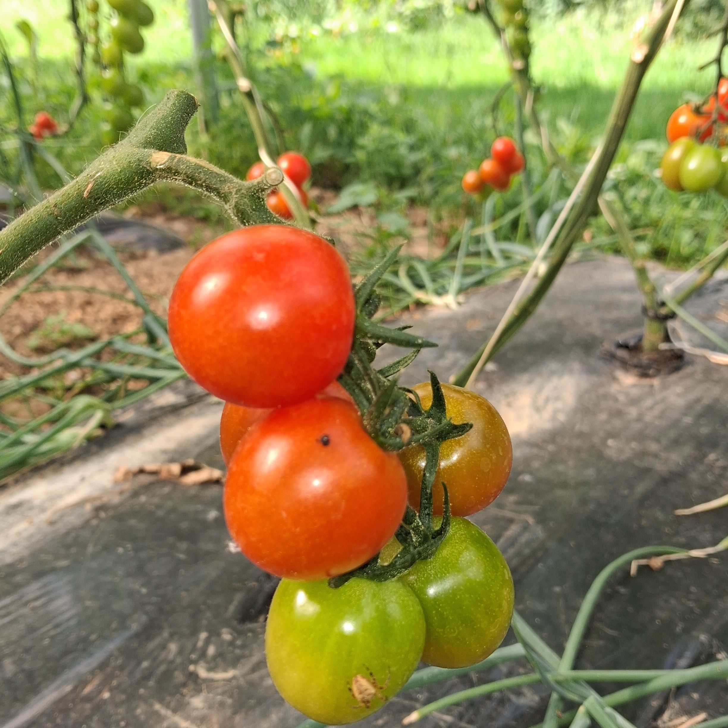 Tomates Cerises (250g)