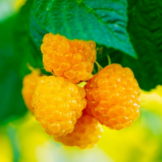 FRAMBOISIER  JAUNE FALL GOLD