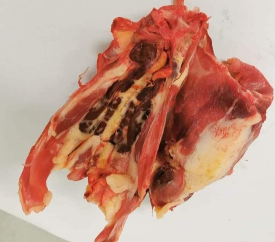 Croupions en commande par téléphone uniquement