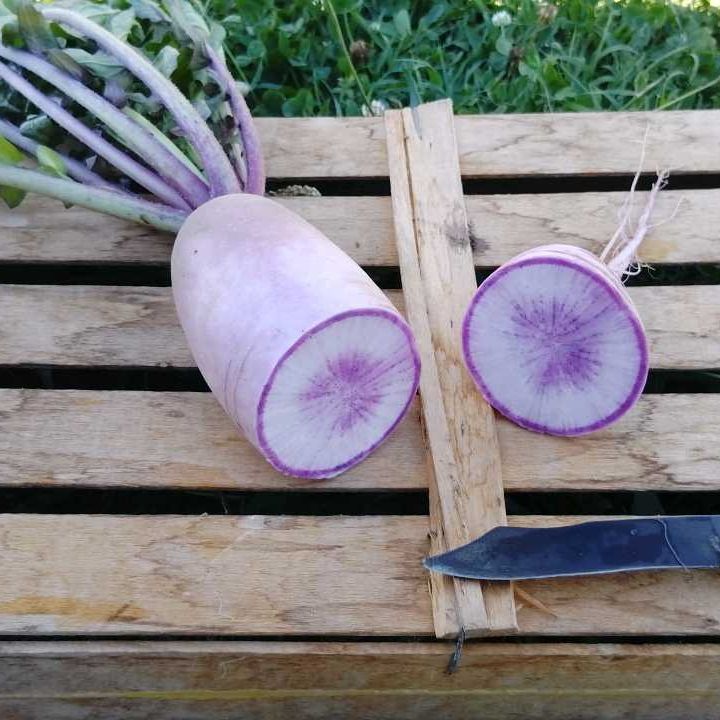 Radis Purple Meat - 300g