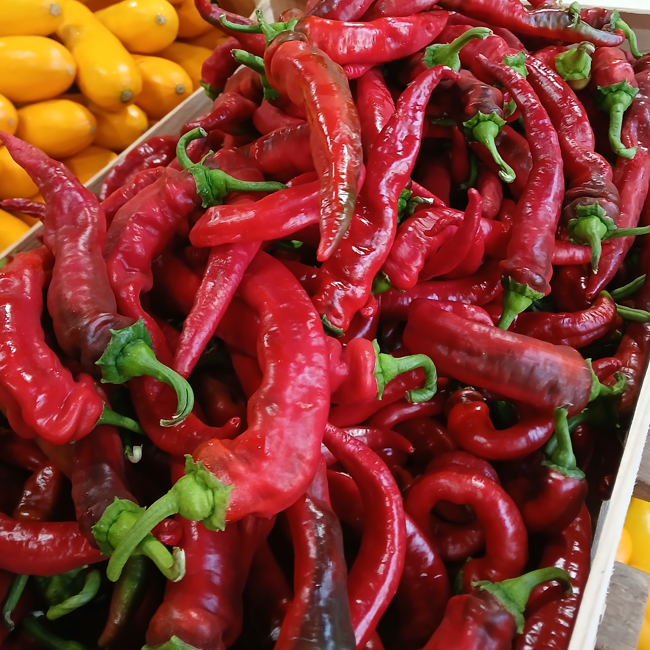 piment doux rouge