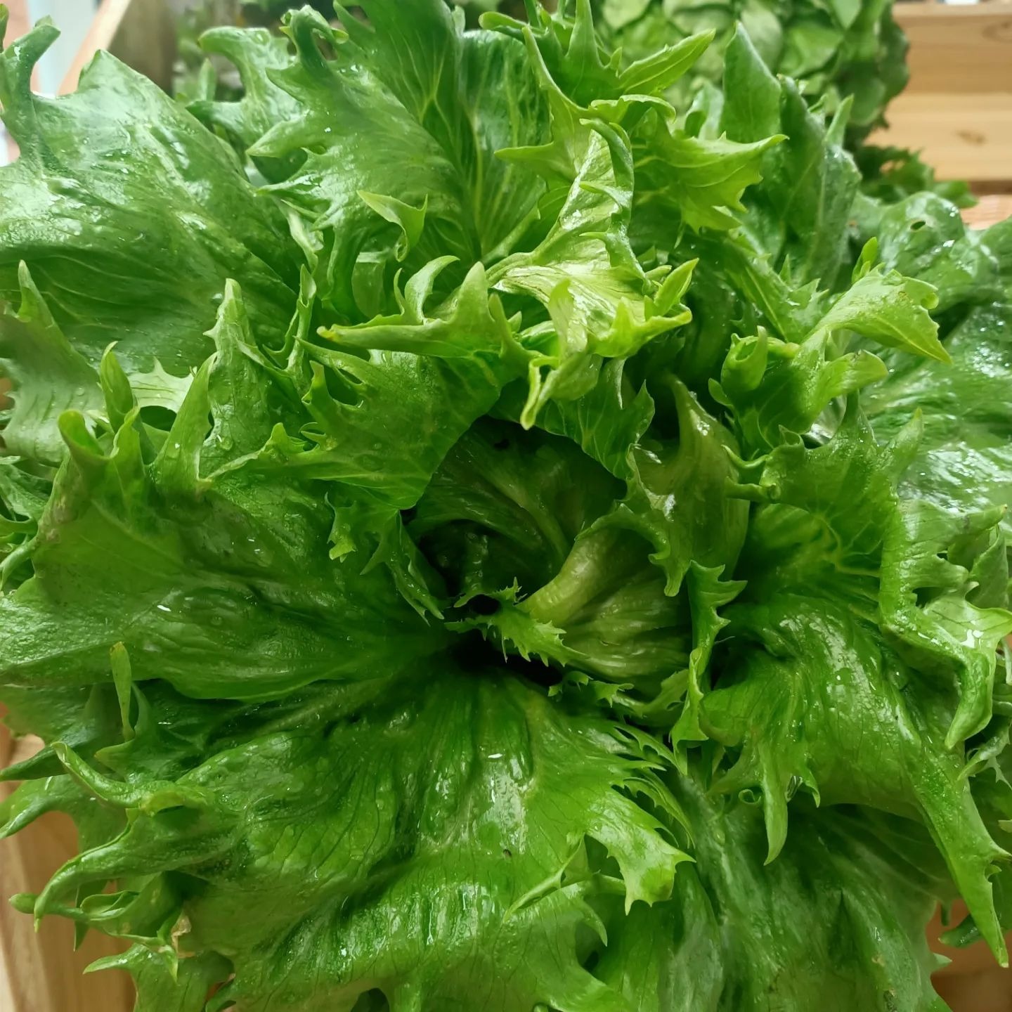 Salade Reine des glaces