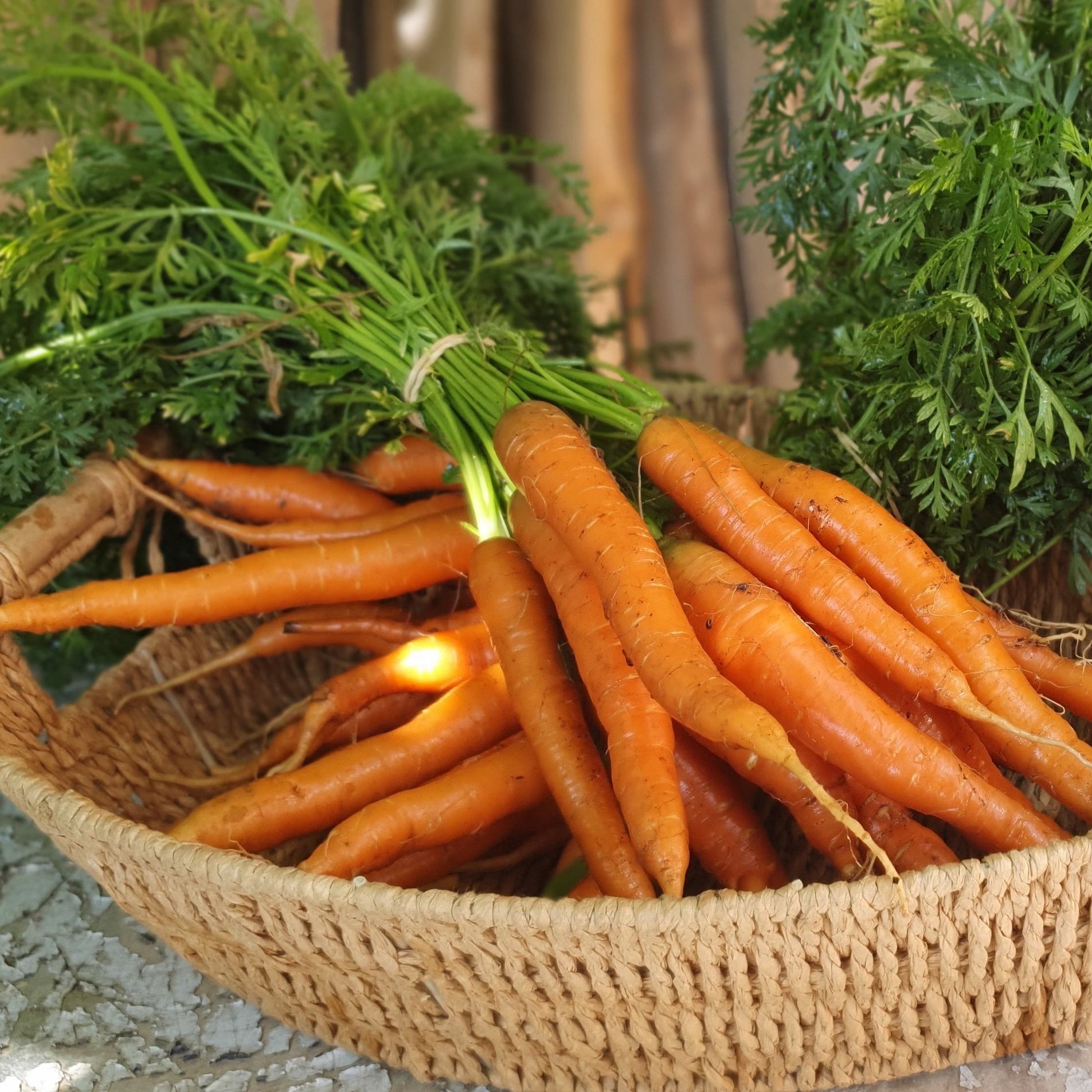 Carotte (botte) - 500g