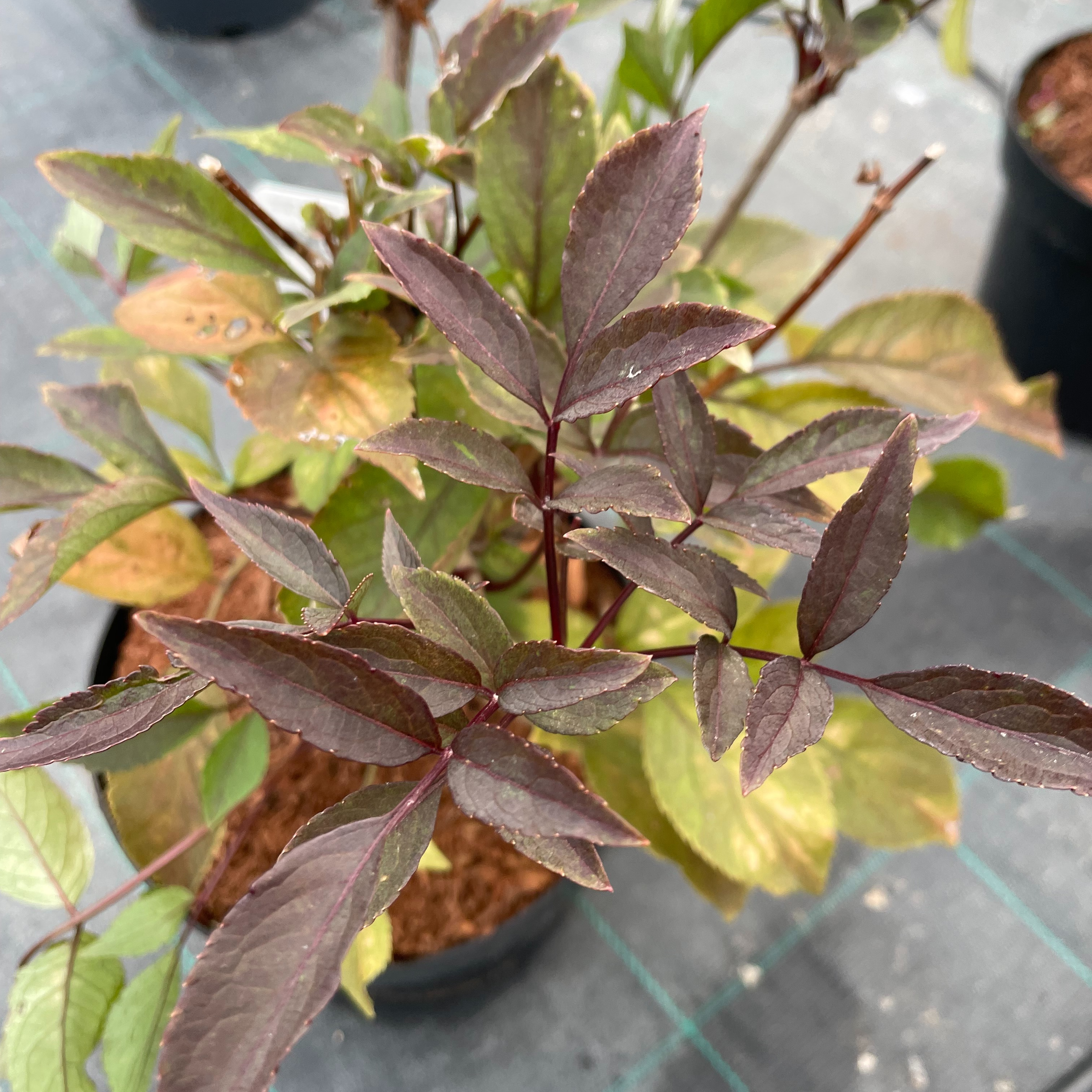 Sambucus nigra 'Black Beauty'
