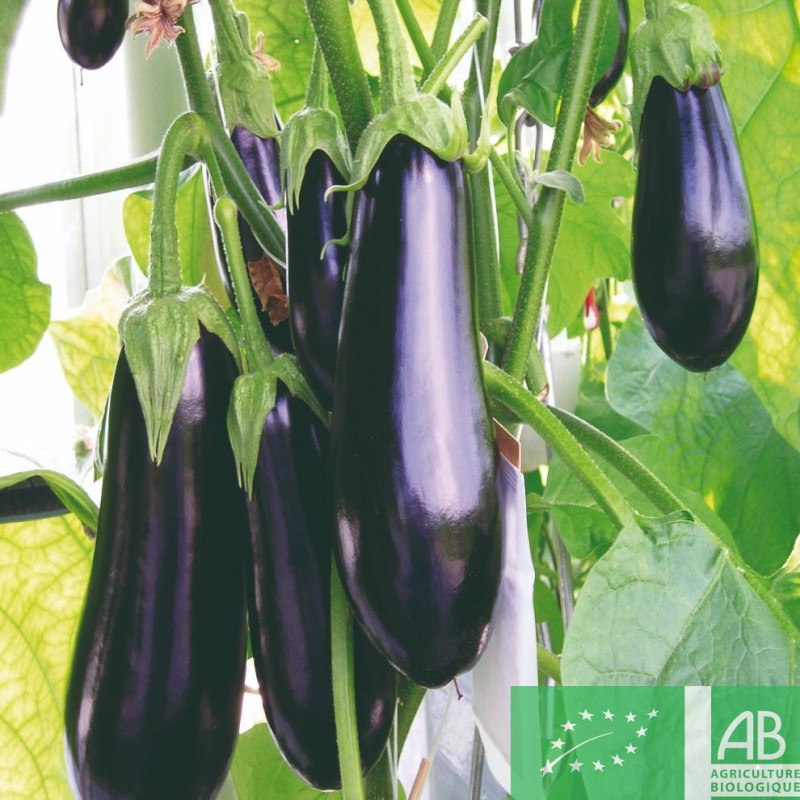 Plants d'aubergine Black beauty