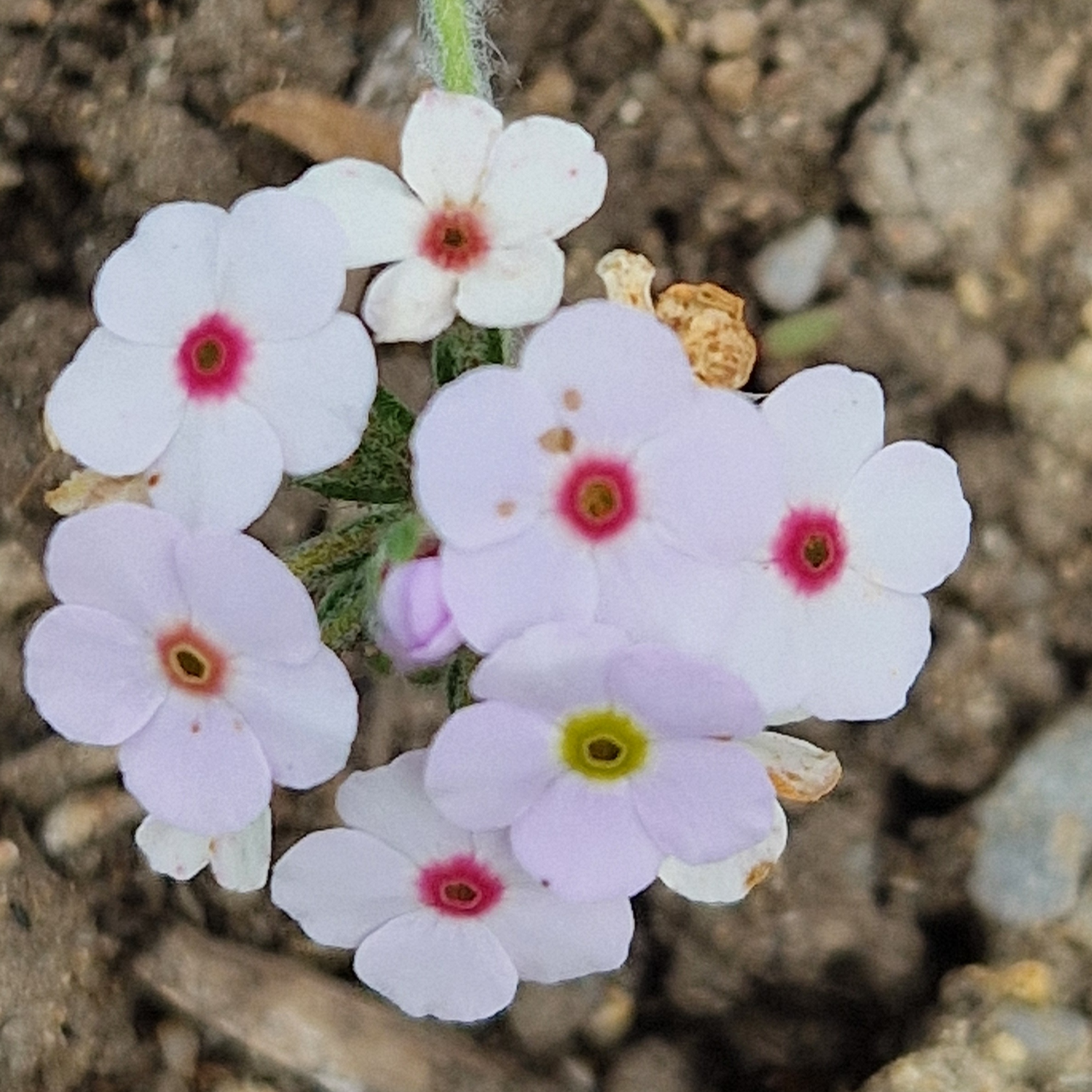 Androsace lanuginosa