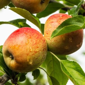 Belle de Pontoise - Semi-vigoureux