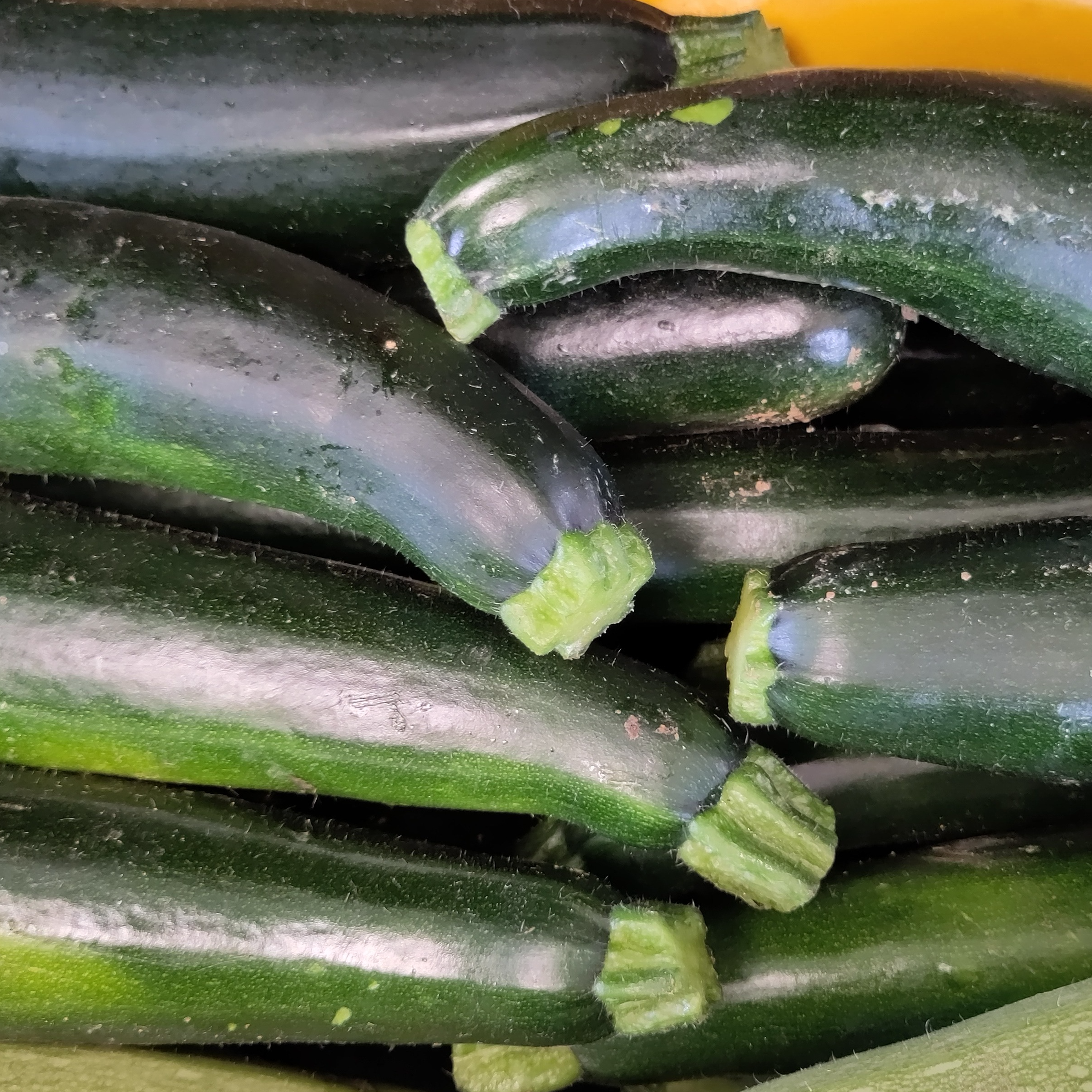 Courgette  verte BIO