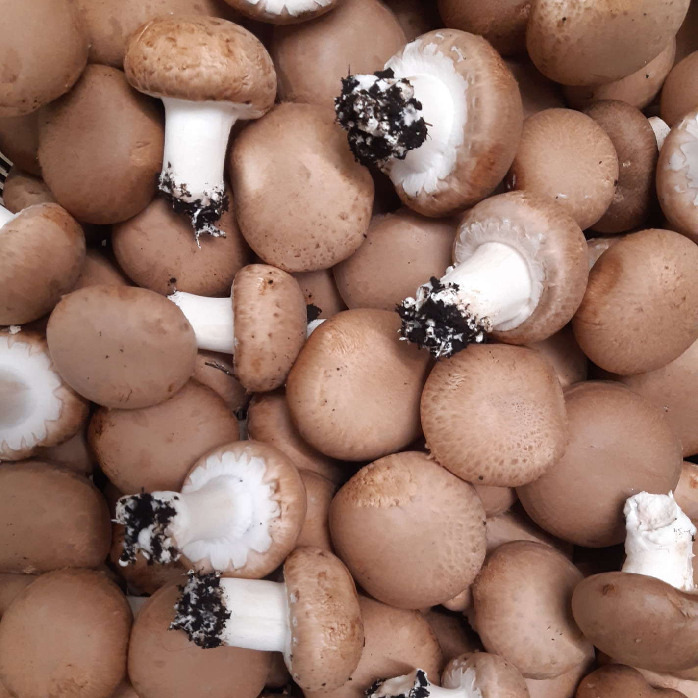 CHAMPIGNON DE PARIS BLOND