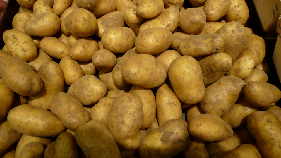 Pomme de Terres Nouvelles