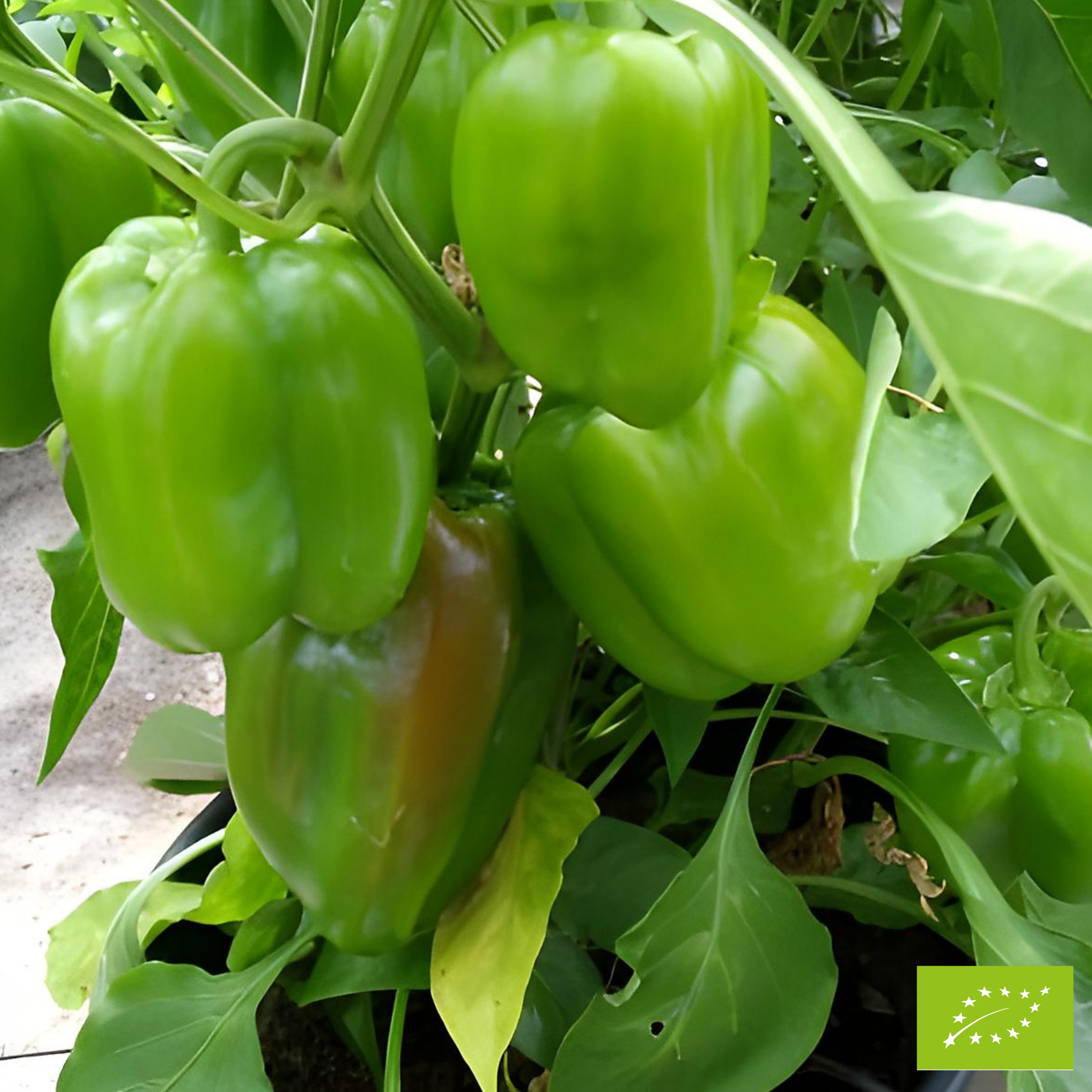 Poivrons multi-variété