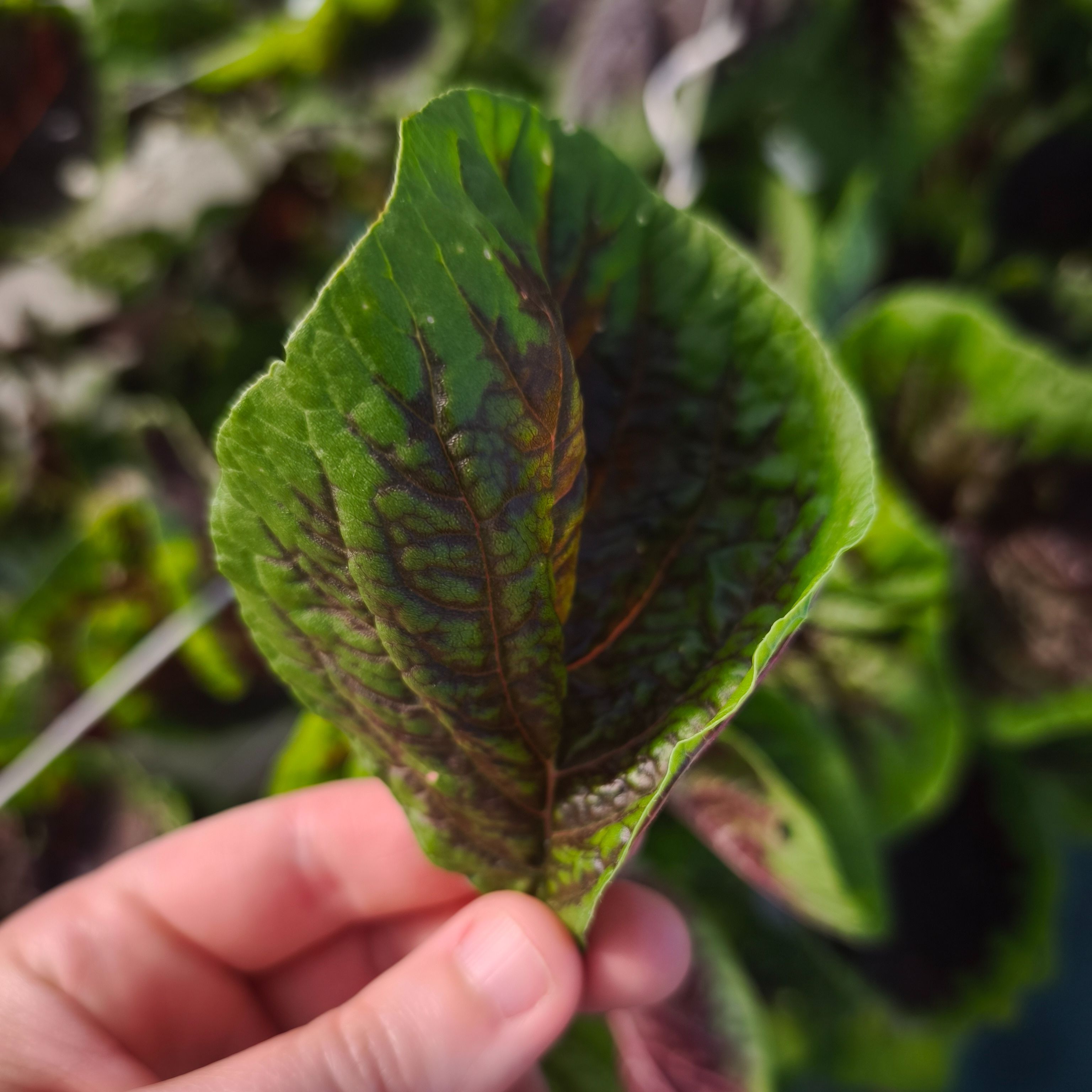 Amarante (grandes feuilles)