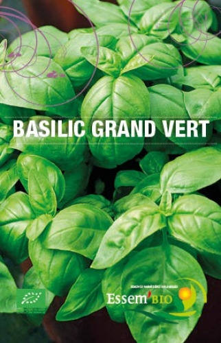 Plant de Basilic