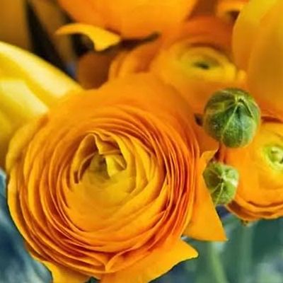 Renoncule Elégance Giallo