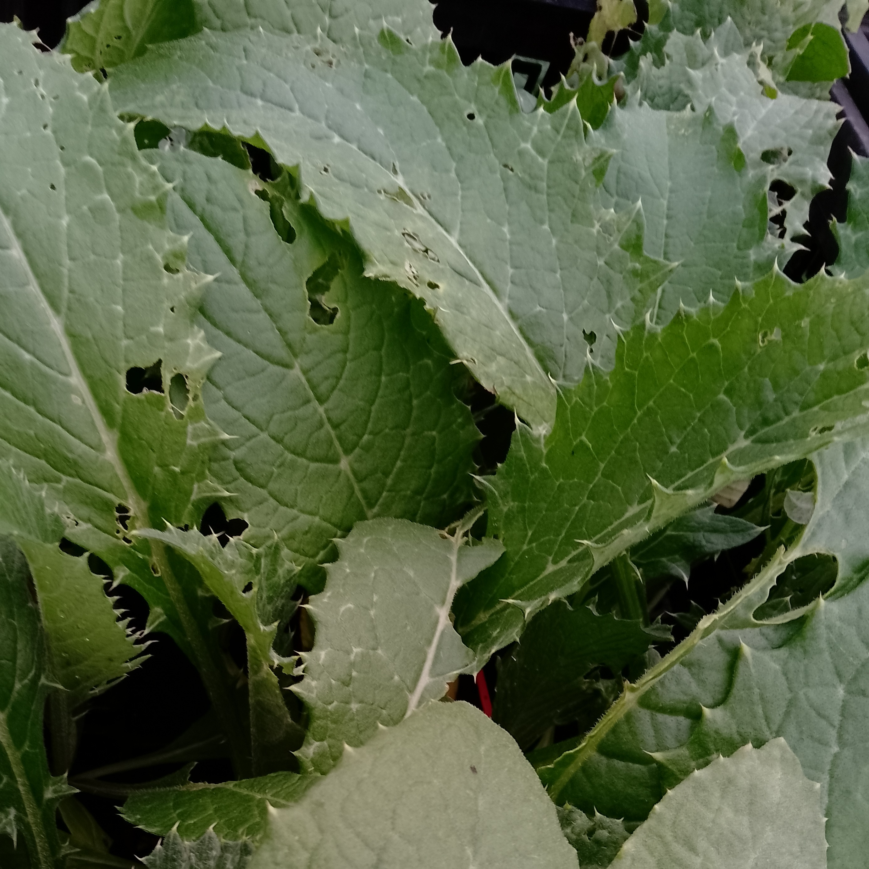 Plant d'artichaut