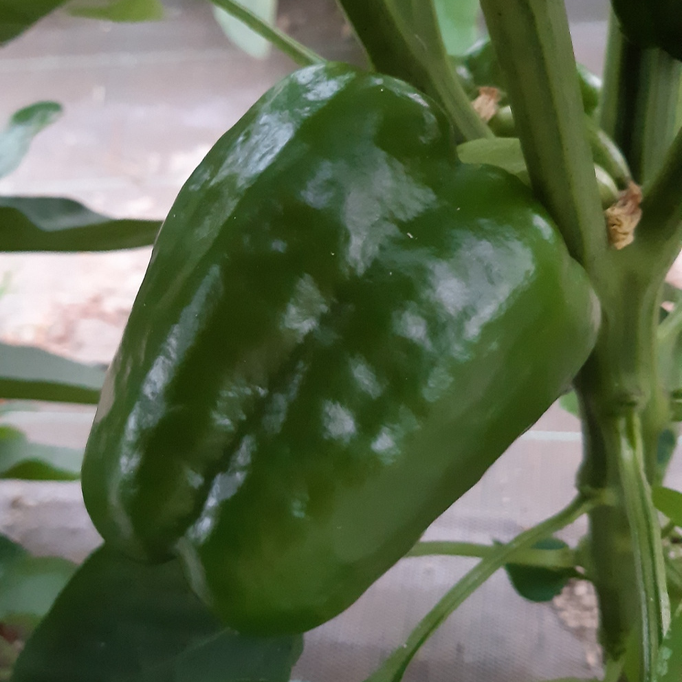POIVRON VERT - 500g