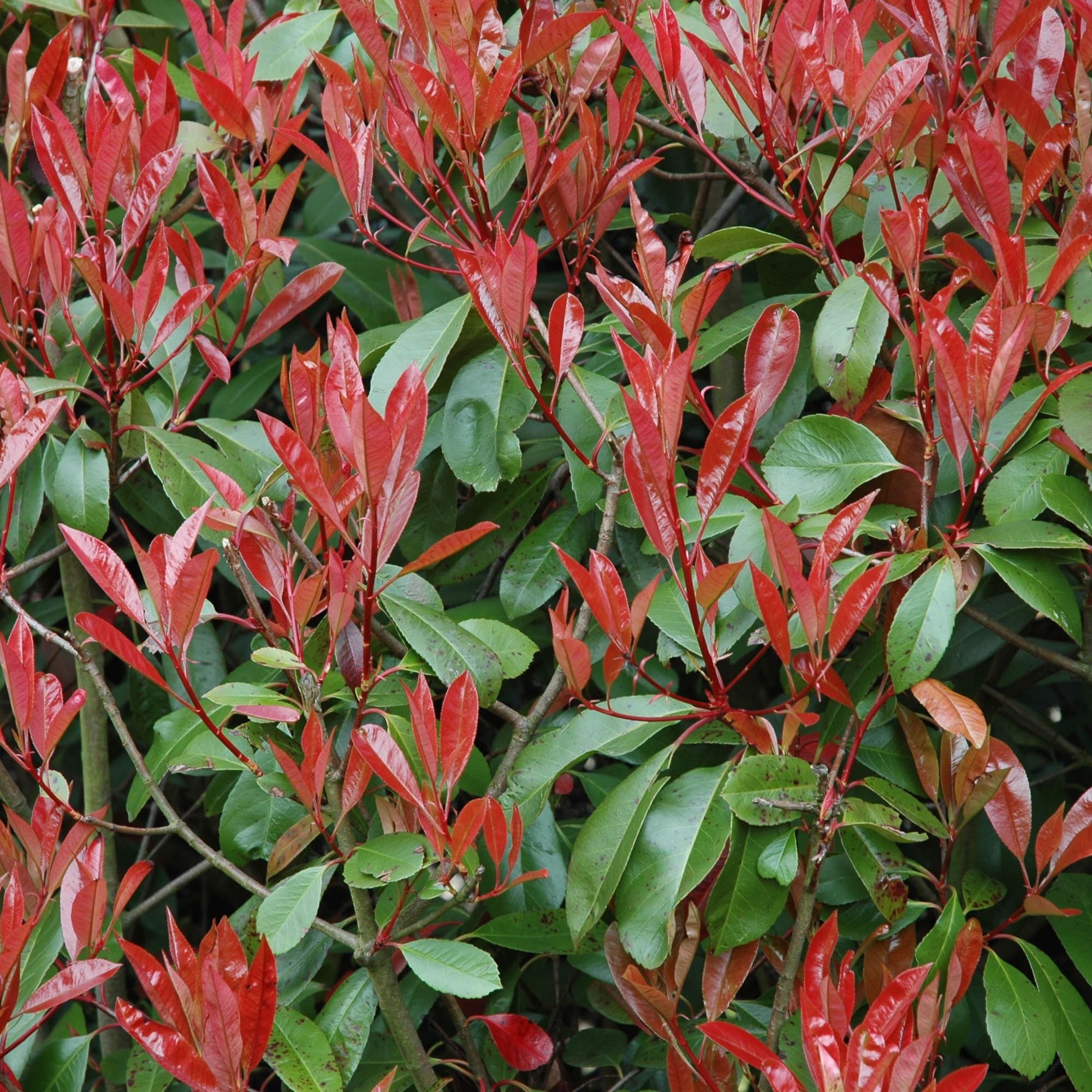 Photinia fraseri 'Red Robin'