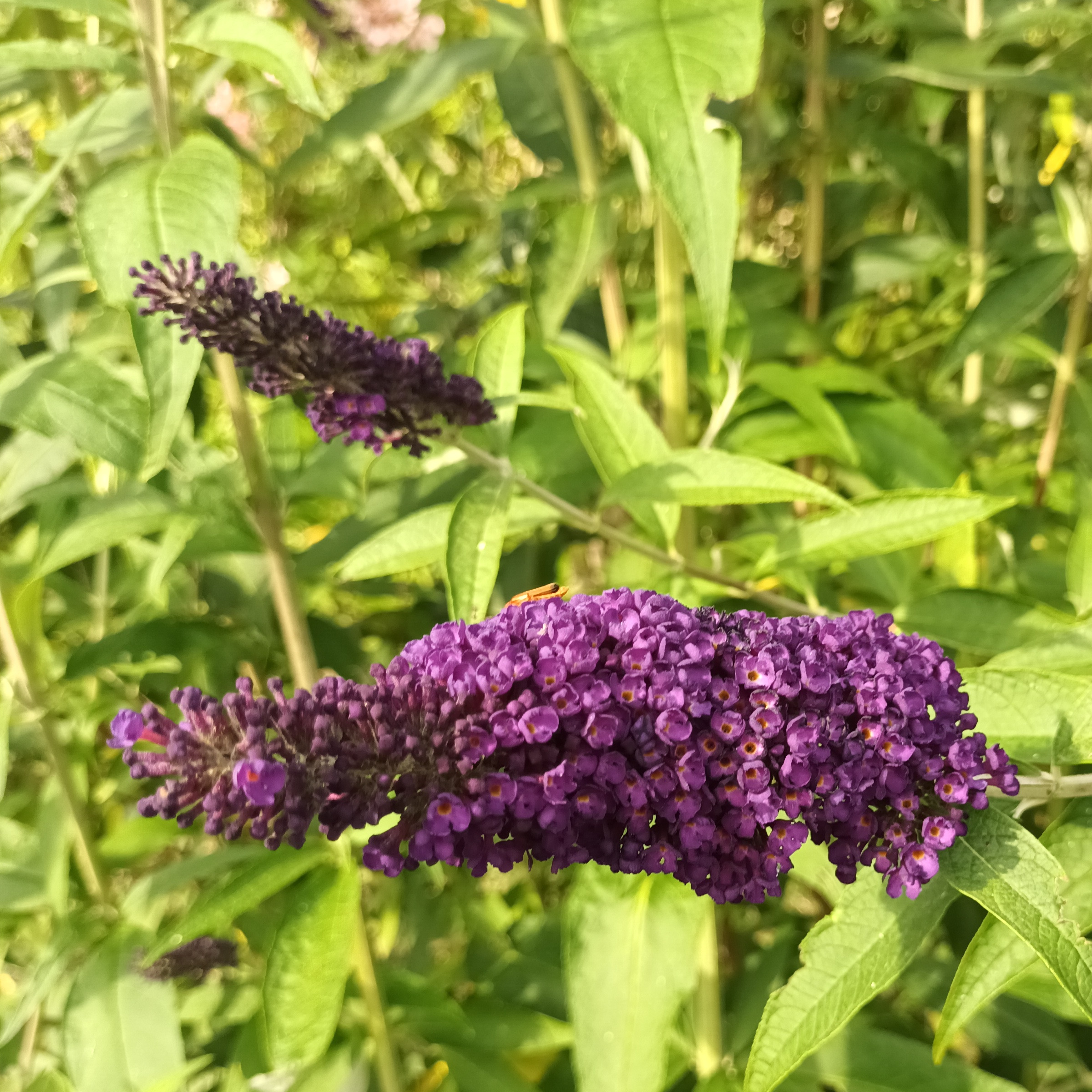 Buddleia Black night