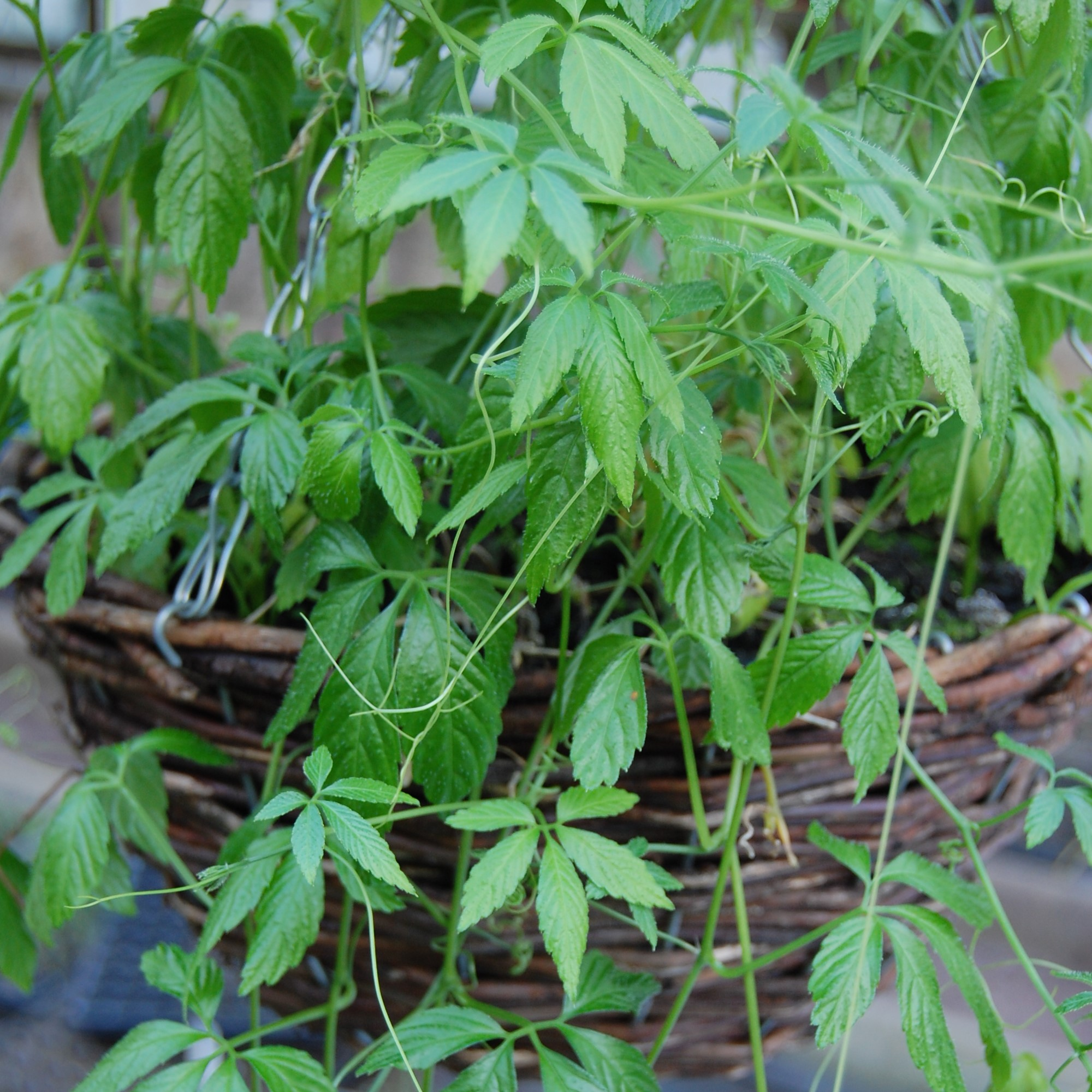 JIAOGULAN (herbe de l'immortalité)