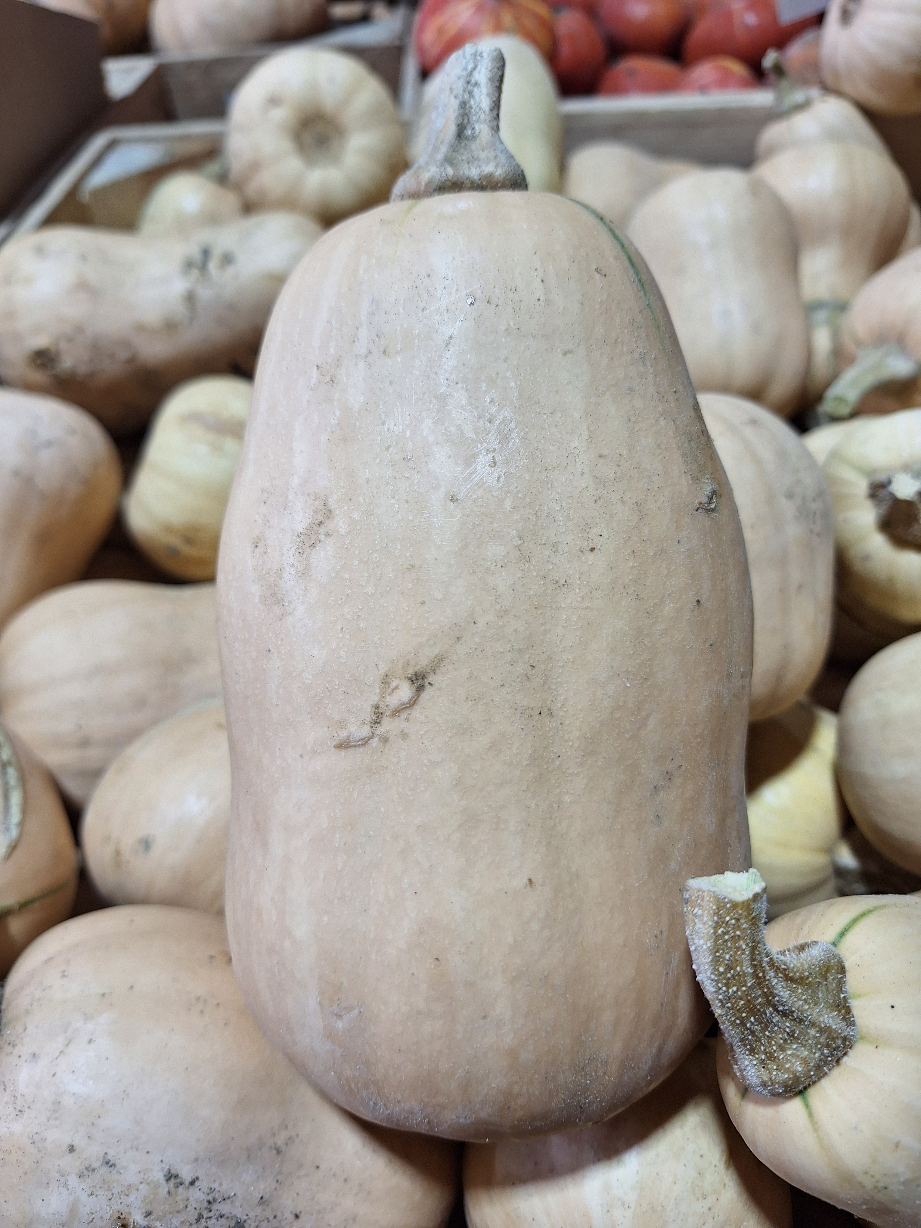 Butternut- gros format - 1,2kg
