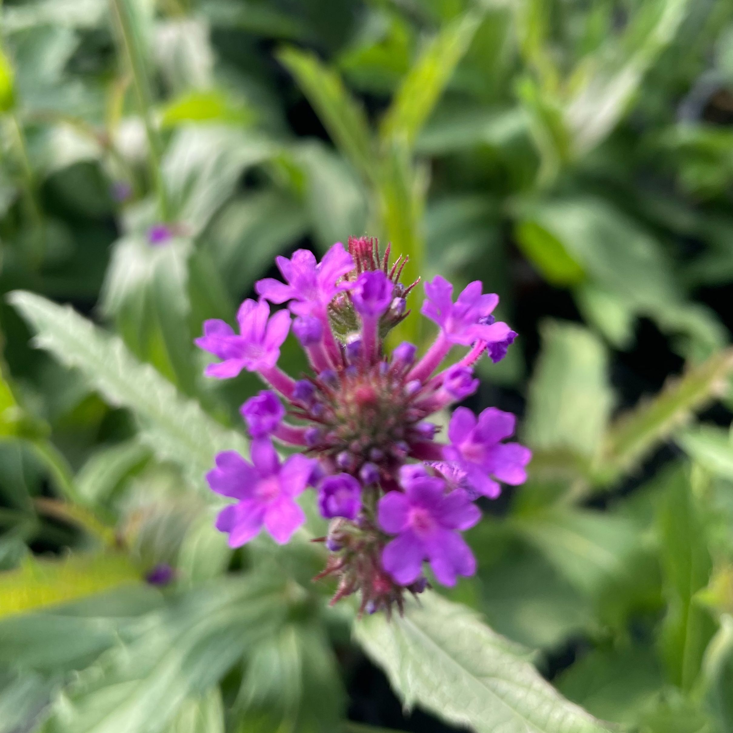 Verbena rigida venosa