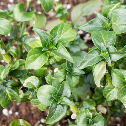 PLANTE CHAMPIGNON Bio