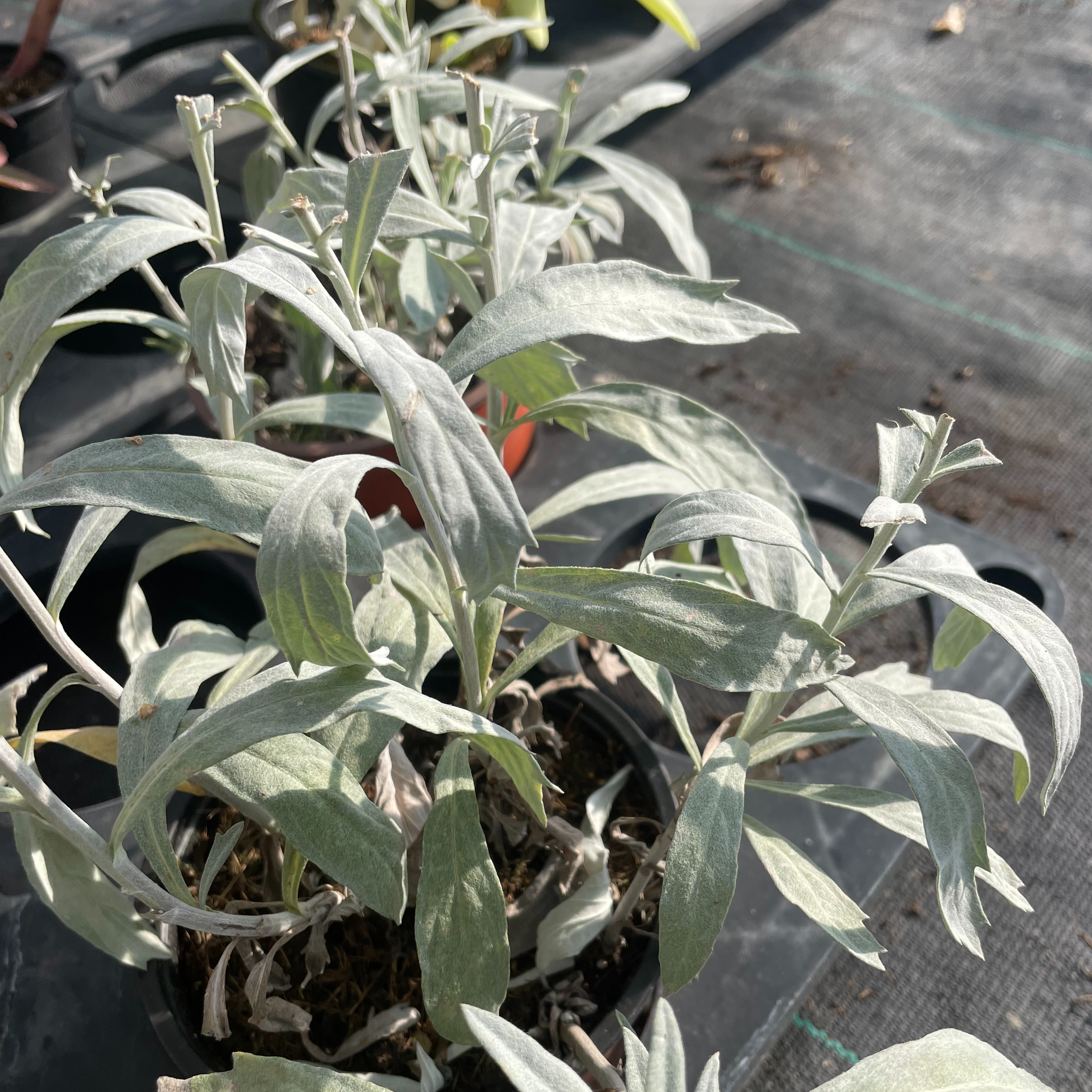 Artemisia ludoviciana 'Valerie Finnis'