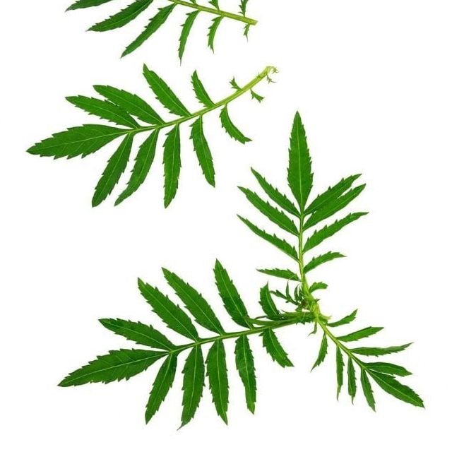 Feuilles tagètes citron