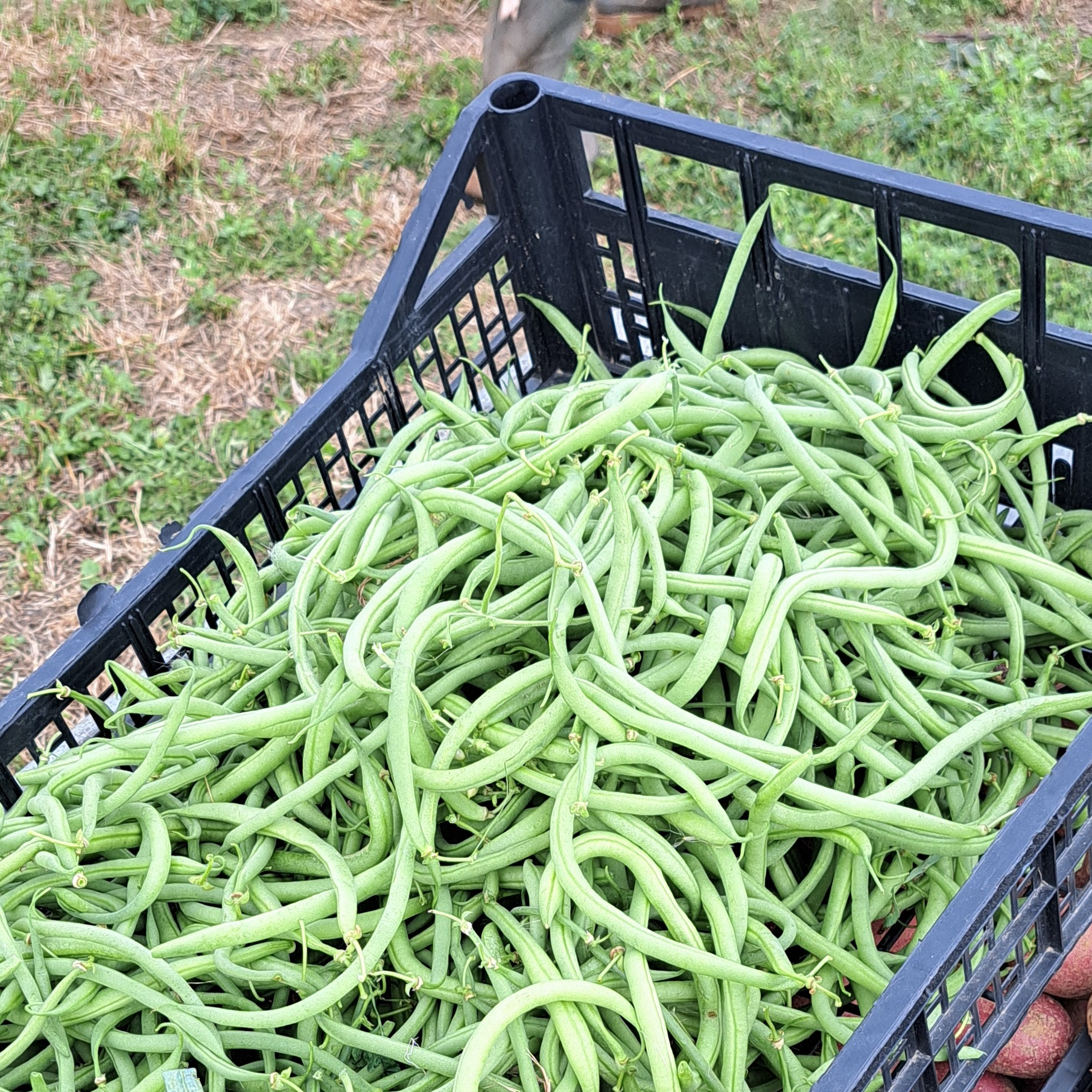 Haricots verts