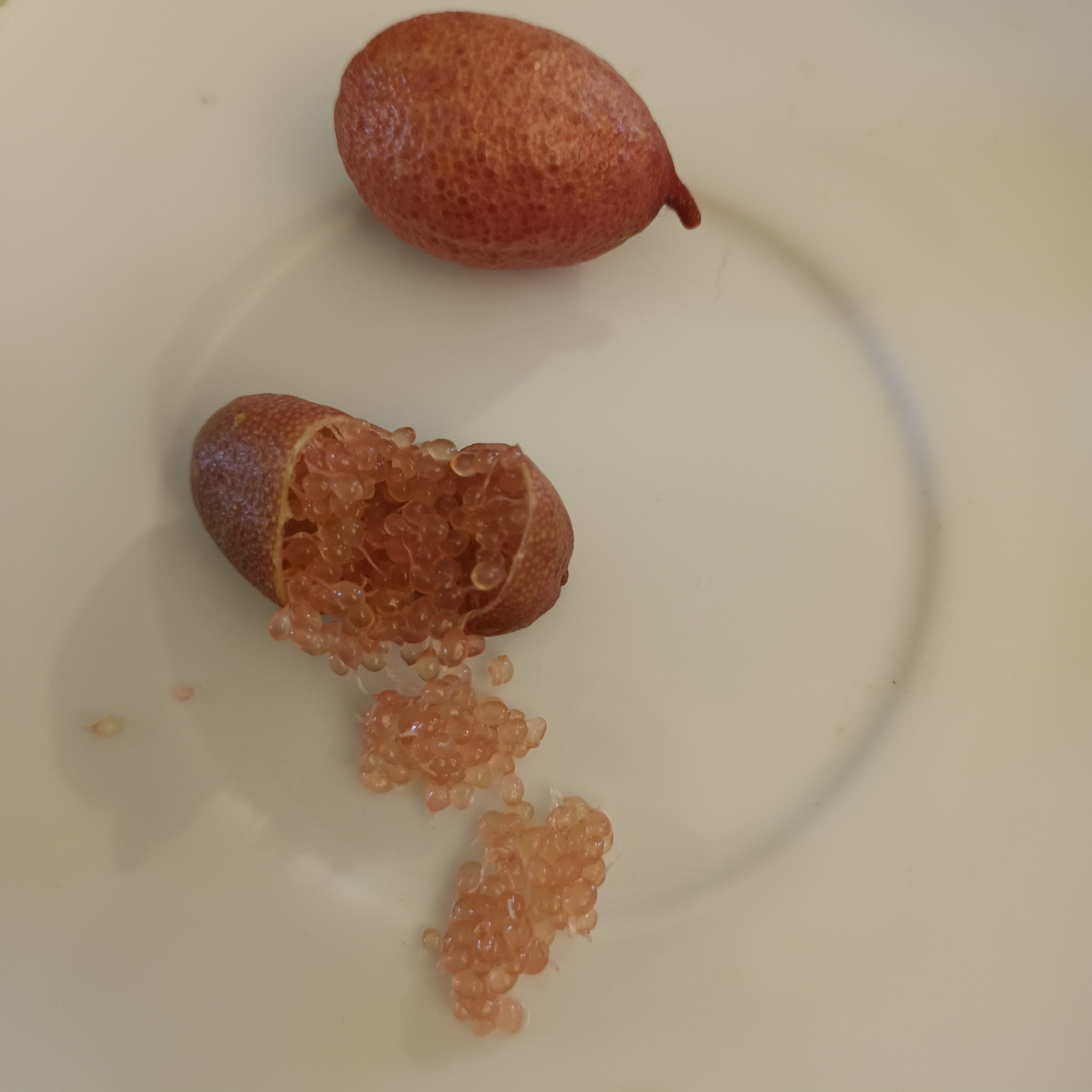 Citron caviar (rose) - 3l