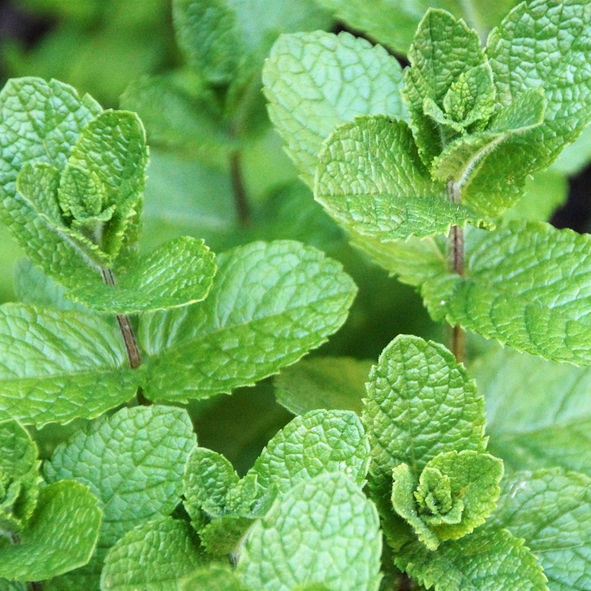 Sirop de Menthe marocaine - 500ml