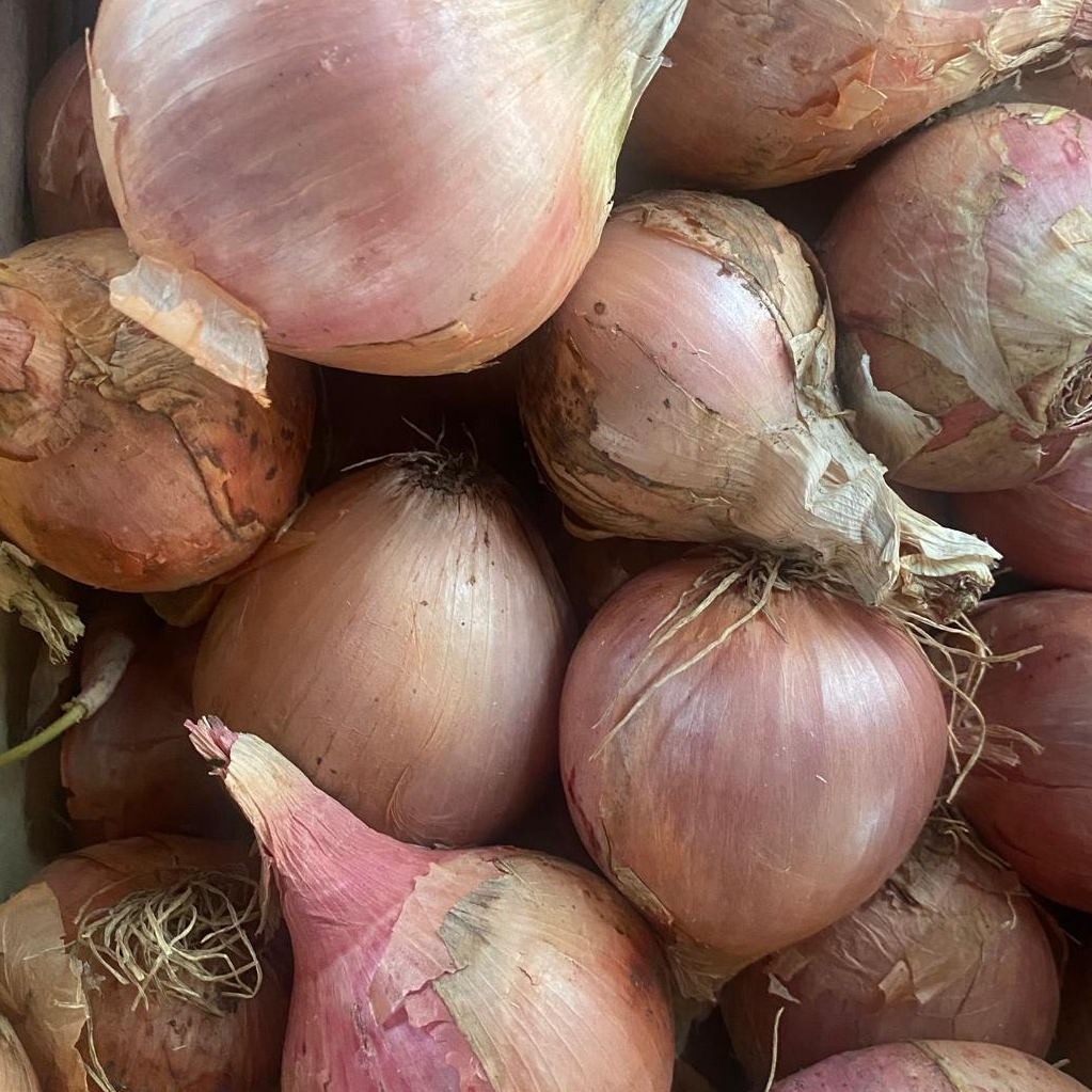 Oignon rose - 500g