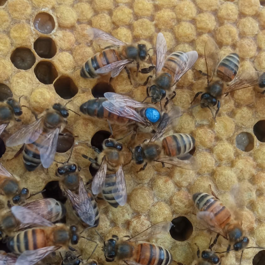 Reine Buckfast F1 sélectionnée Semaine 22