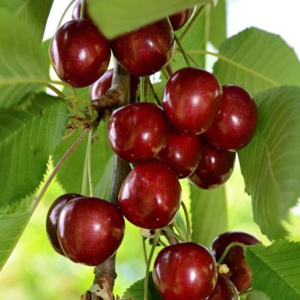 Cerisier - Prunus Avium "Géant d'Hedelfingen"