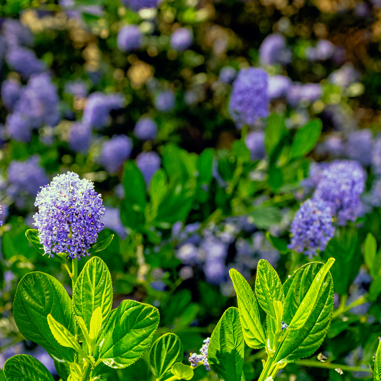Ceanothe Puget blue