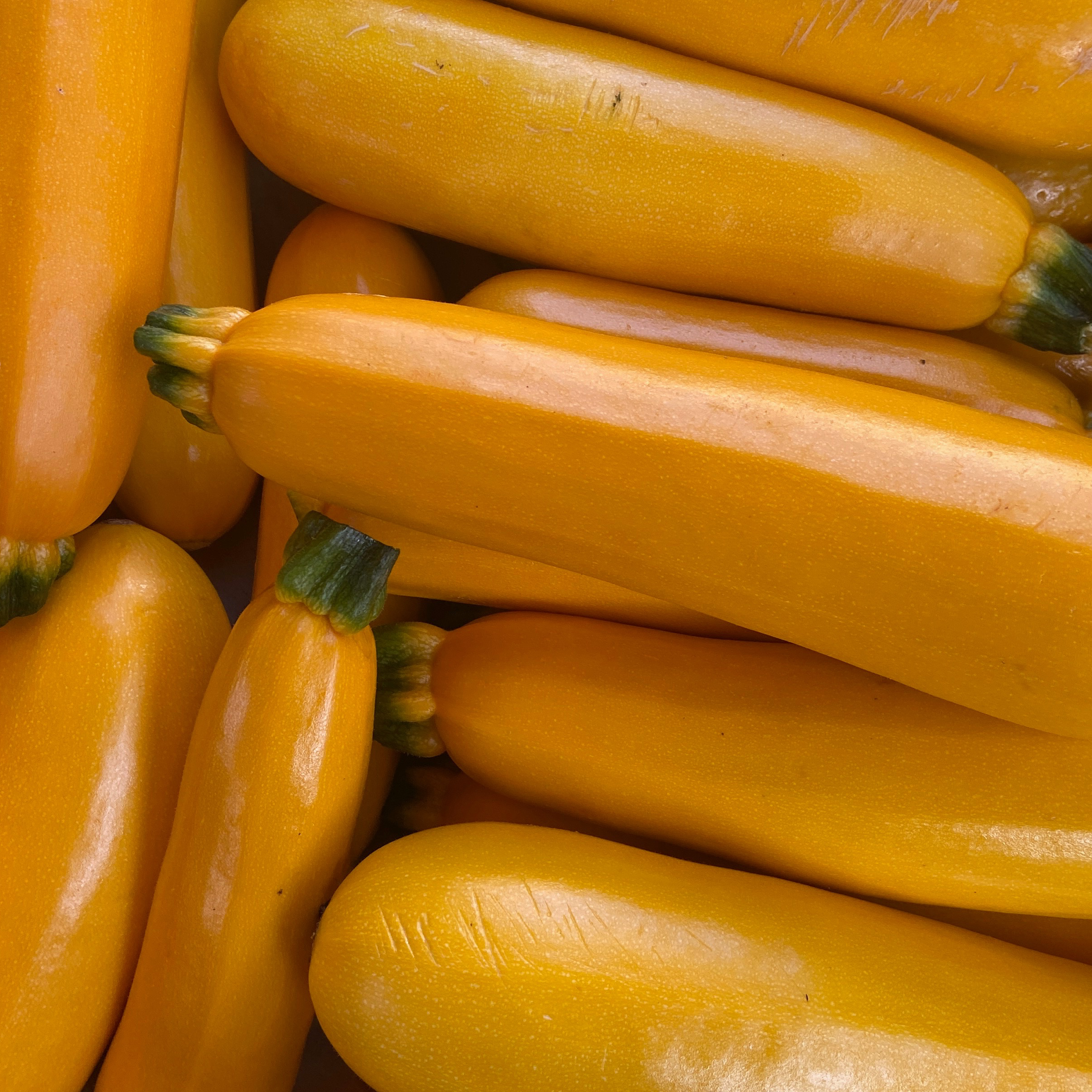 COURGETTE JAUNE
