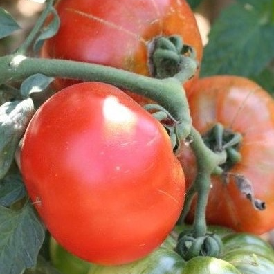 Tomate Joie de la table en godet 8 cm