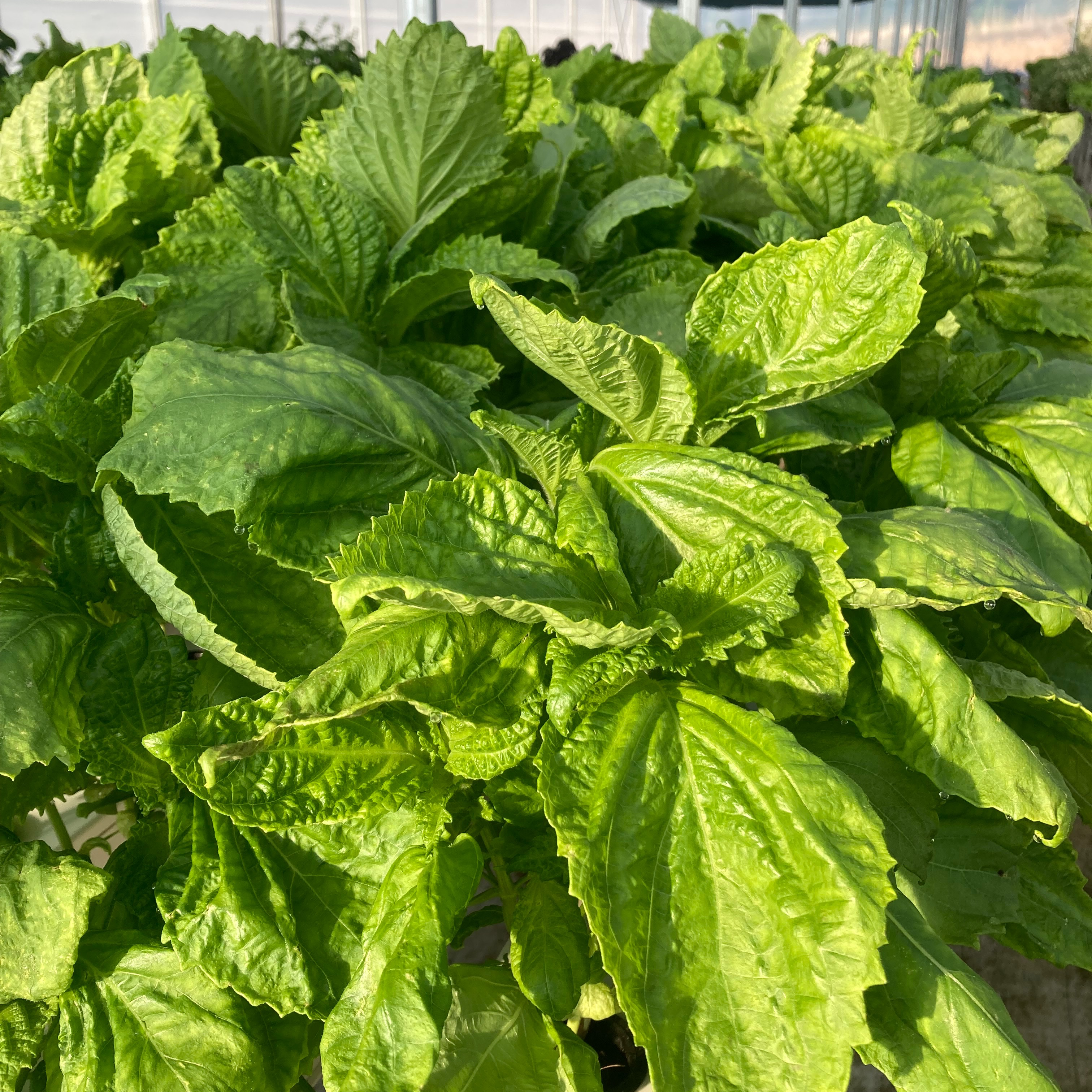 Perilla vert (Shiso)