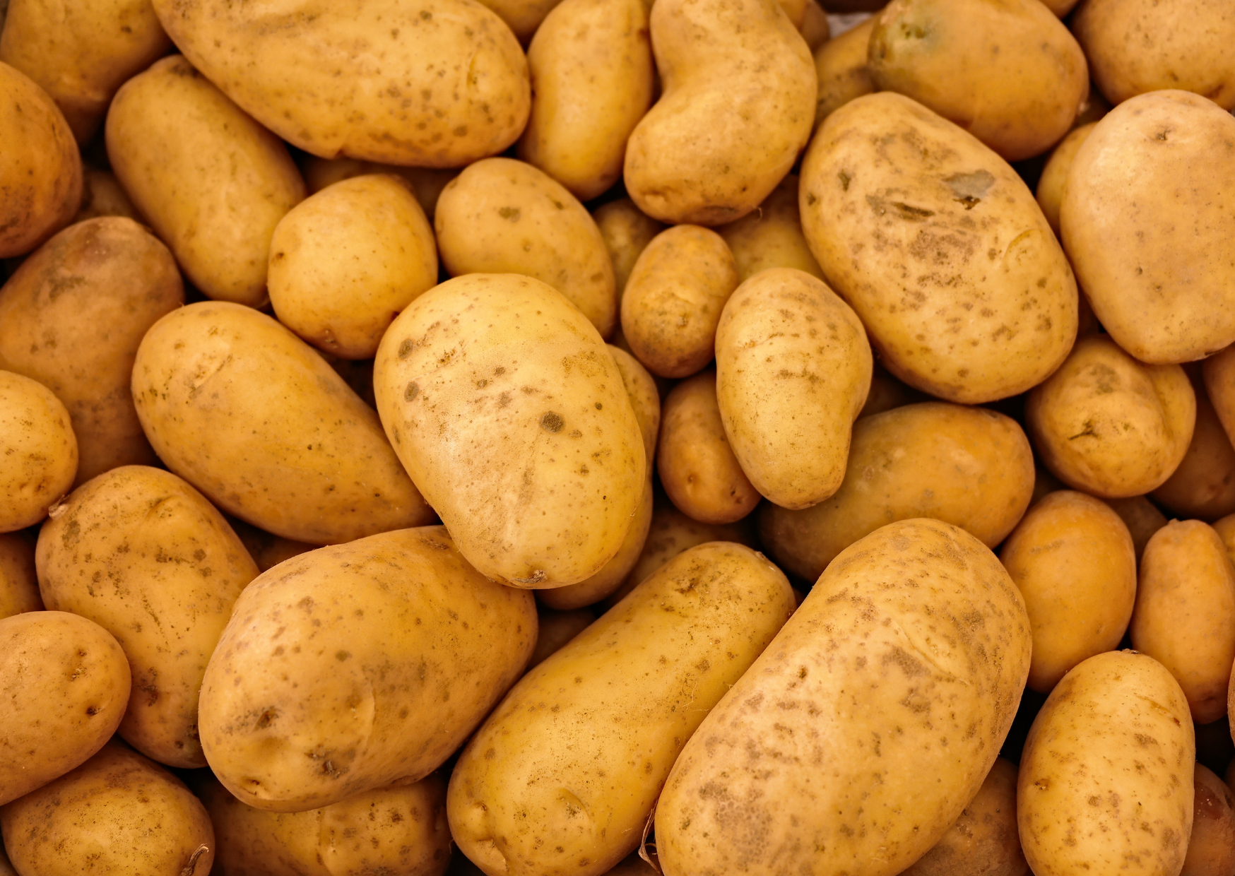 Pomme de terre chair ferme Charlotte