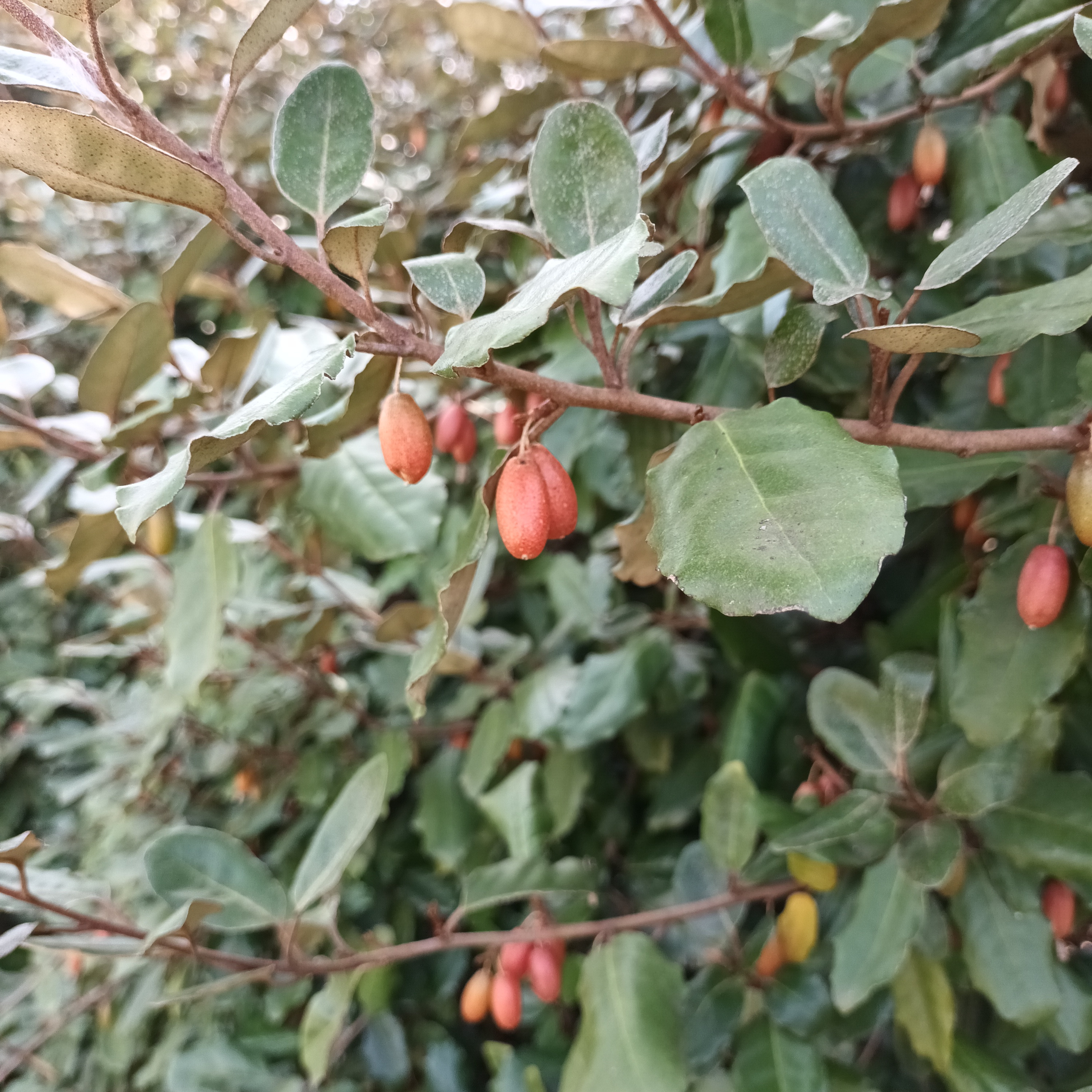 Elaeagnus Atlantica, Elaeagnus x ebbingei ‘Atlantic’ - 3l