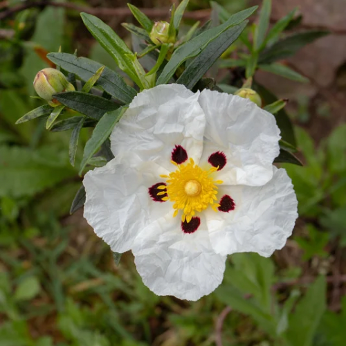 CISTE LADANIFÈRE Bio