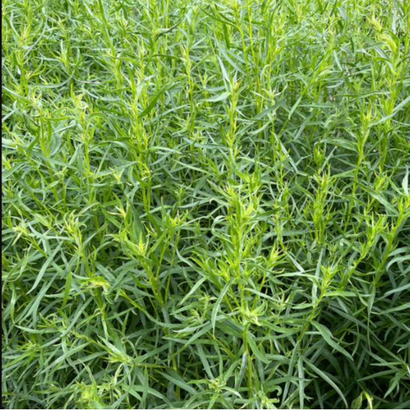 Estragon Commun - 30g