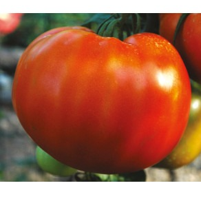 Tomate rouge JOIE DE LA TABLE