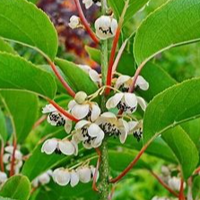 Kiwai weiki ( Mâle)- Actinidia arguta 'Weiki' - 2l