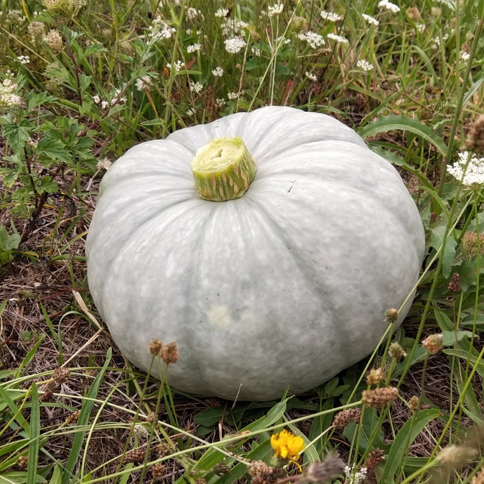 Courge Bleu de Hongrie (Moyenne)