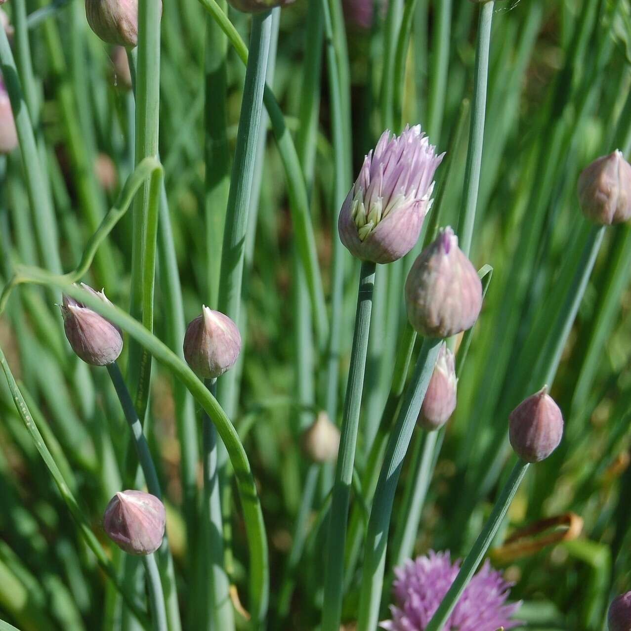 Aromatique - Ciboulette (non traité)