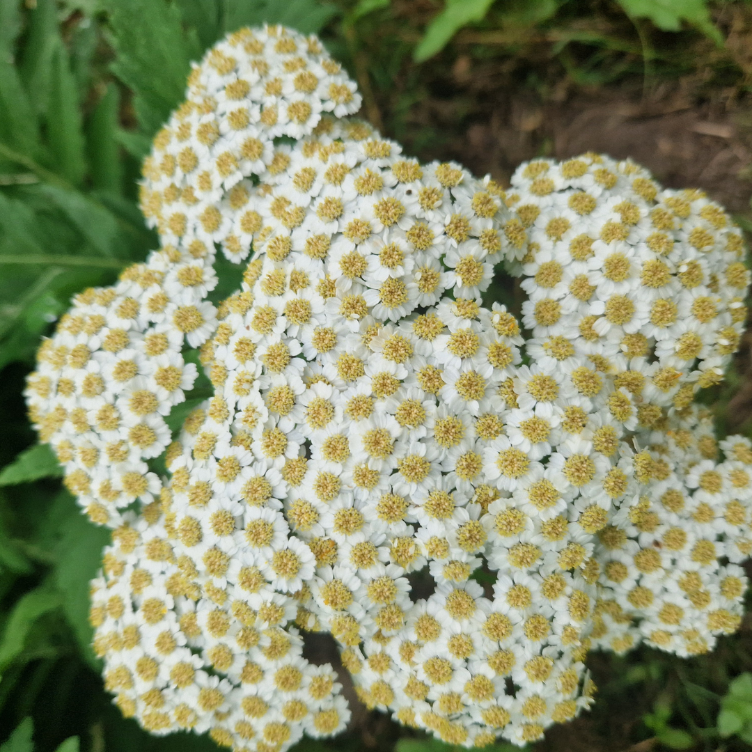 Achillea macrophylla